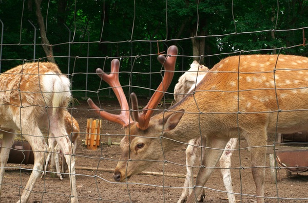 2013年6月安平町鹿公園キャンプ場
