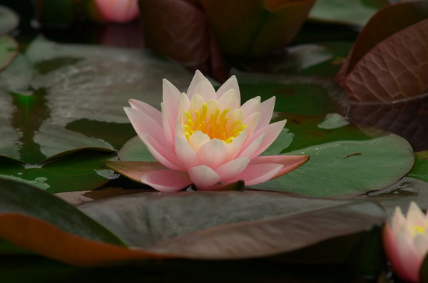 初めて見た睡蓮の花