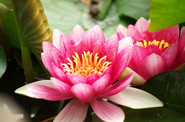 初めて見た睡蓮の花
