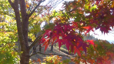久しぶりのキャンプと蘇陽峡まつり