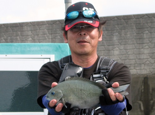 最近定例のグレ狙い！串本・大島のカセ釣りへ