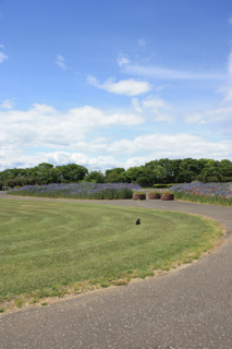 安比奈親水公園で検証のはずが・・・