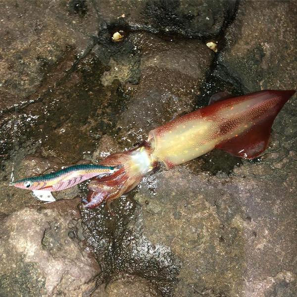 最近の釣果 最近の釣果