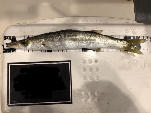 最近の釣果 最近の釣果