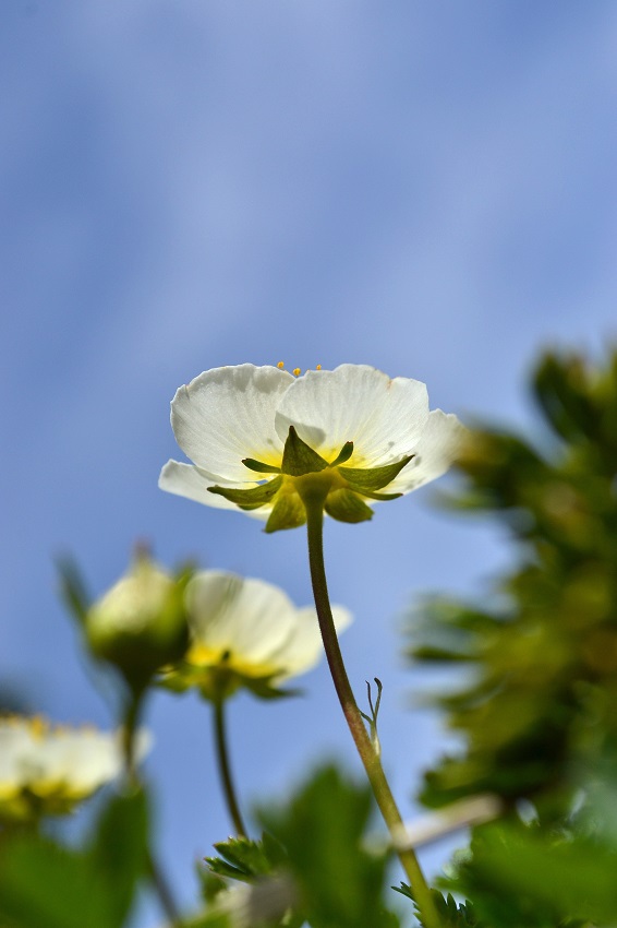 初夏に咲く南蔵王の花
