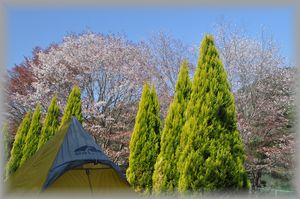 鈍感な八兵衛・・・
