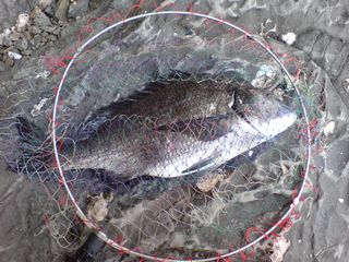 釣り (2日目)