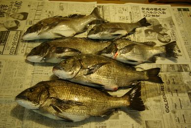 お魚は!?