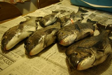 お魚は!?