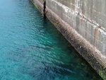 種子島に巨大魚を見た!