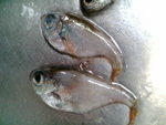 久々の伊豆半島は僕に優しかった。 後編