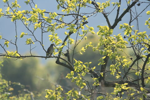 八重桜咲く朝の鳥たち