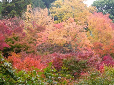 赤い都で紅葉パトロールin京都