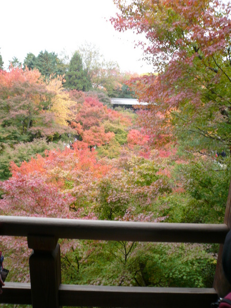 赤い都で紅葉パトロールin京都