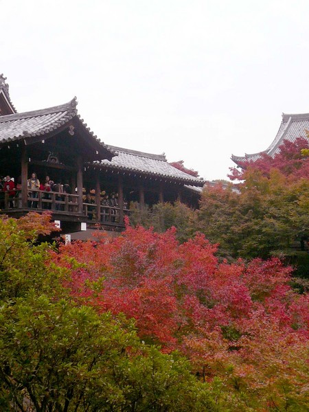 赤い都で紅葉パトロールin京都