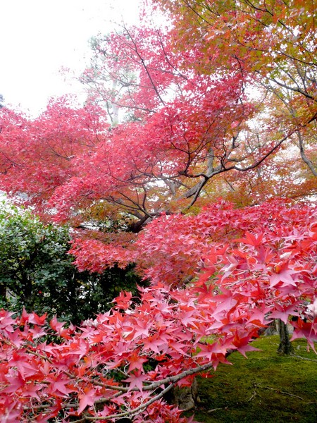 赤い都で紅葉パトロールin京都