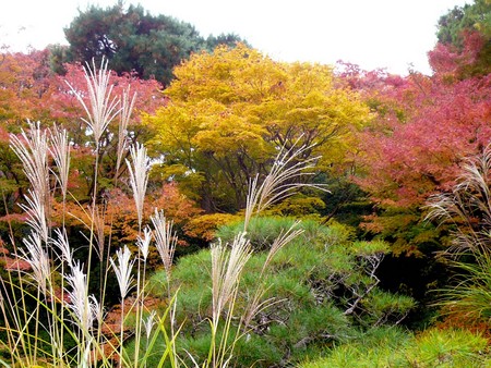 赤い都で紅葉パトロールin京都