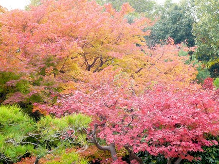 赤い都で紅葉パトロールin京都