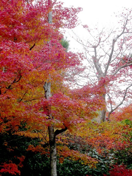 赤い都で紅葉パトロールin京都