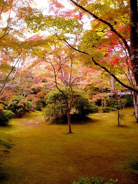 赤い都で紅葉パトロールin京都
