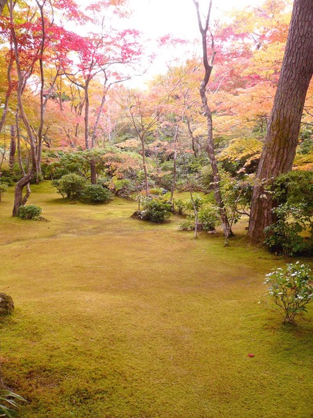 赤い都で紅葉パトロールin京都