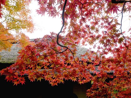 赤い都で紅葉パトロールin京都