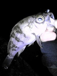 メバルに喰わせる