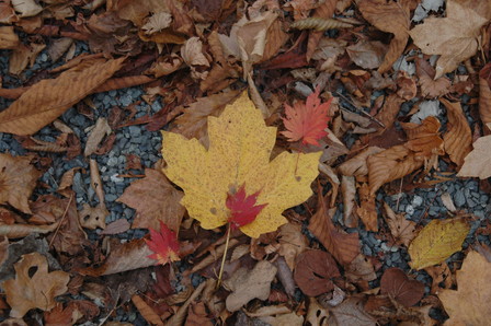 道志の紅葉を求めて・・・