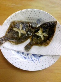 Ｋちゃんの釣魚料理[28]･マコガレイ編