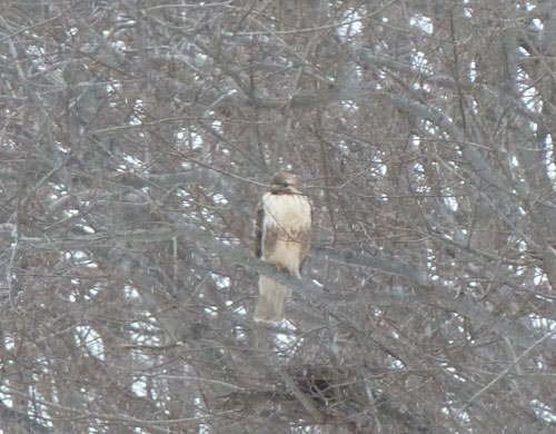 世界遺産で鳥 その5/E
