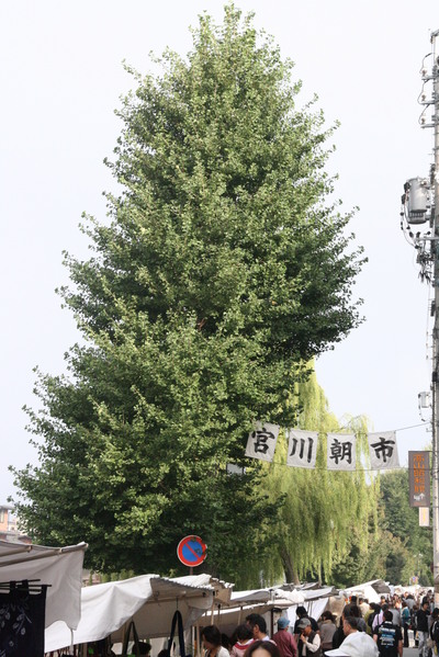 SW in 和良川