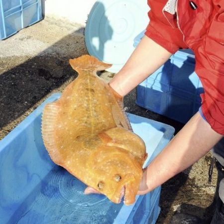 黄金のヒラメ