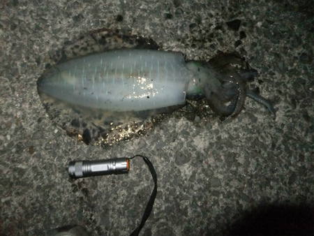 釣れましたよ