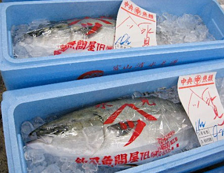 寒ブリ大漁!