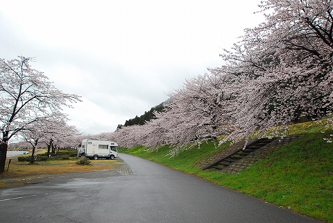 お花見キャンプ