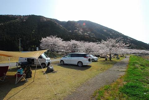 お花見キャンプ