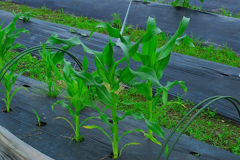 今週の菜園