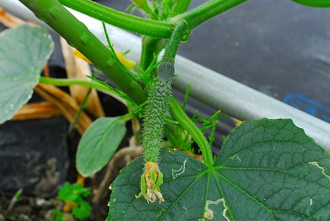 今週の菜園