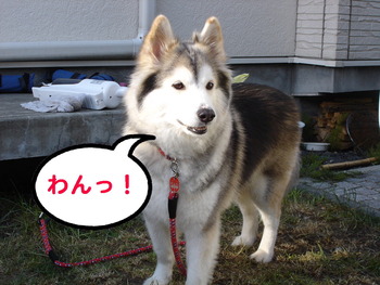 サプライズ!