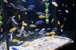山の水族館