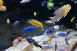 山の水族館