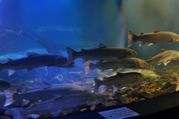 山の水族館