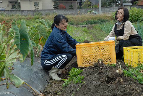 イモ煮会