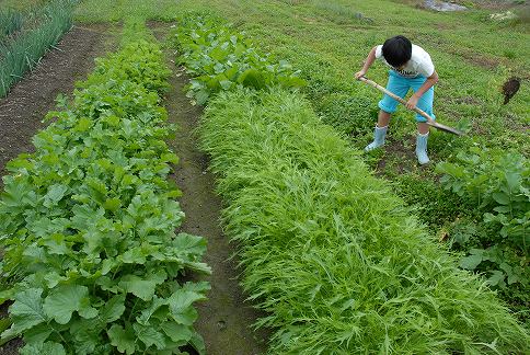 イモ煮会