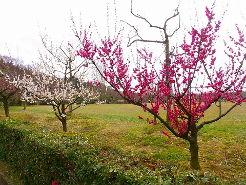 陽気にさそわれ名古屋の里山へ