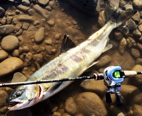 Salmon challenge in Tedori river～クロ助釣行記～