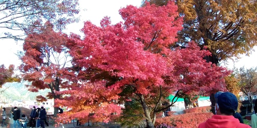 河口湖紅葉ライド 河口湖紅葉ライド