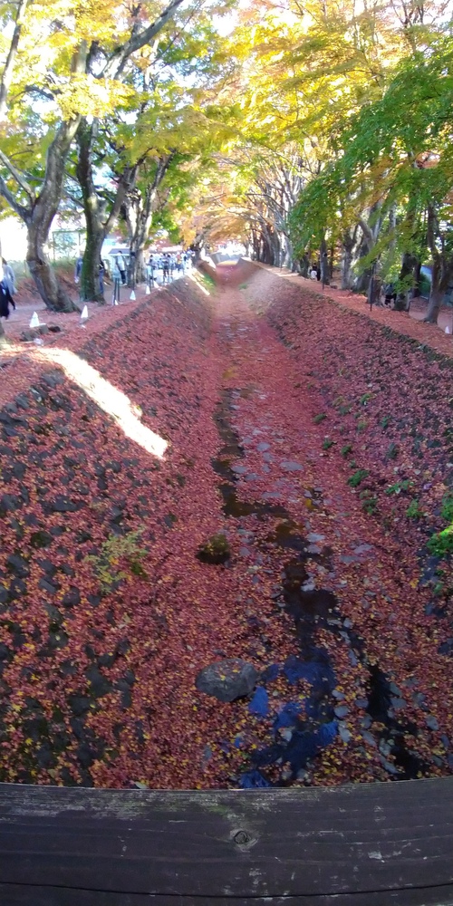 河口湖紅葉ライド 河口湖紅葉ライド