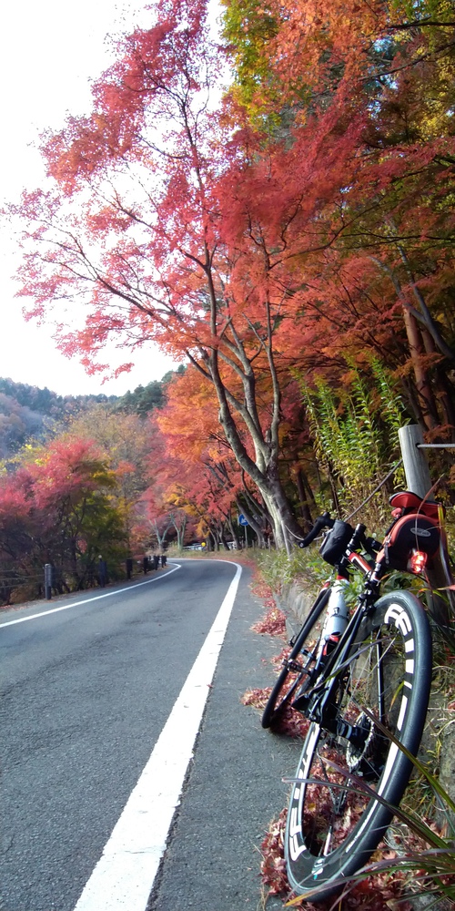 河口湖紅葉ライド 河口湖紅葉ライド