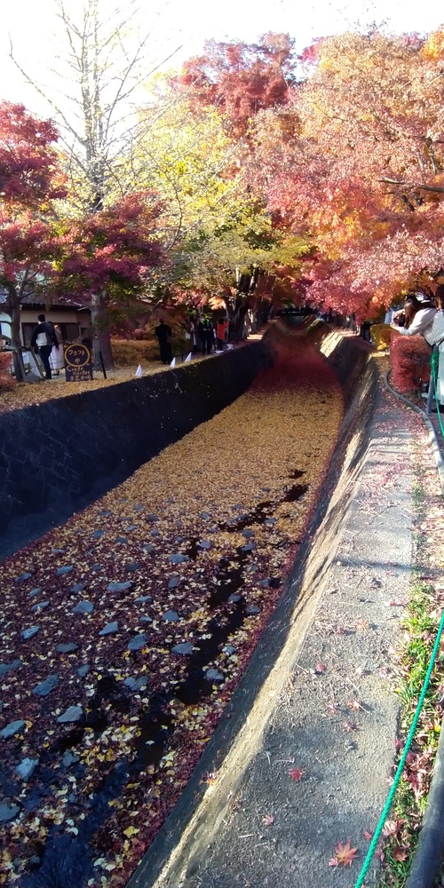 河口湖紅葉ライド 河口湖紅葉ライド